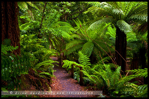 Водопад Лиффи, Liffey Falls, Тасмания, Tasmania, Австралия, Australia