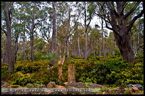 Озерное шоссе, Lake Highway, Дорога A5, Тасмания, Tasmania, Австралия, Australia