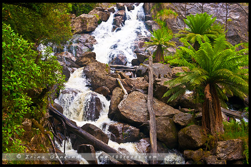 Водопад Св Каламба, St Columba Falls, Тасмания, Tasmania, Австралия, Australia