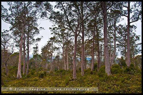 Крэдл Маунтен, Cradle Mountain, Тасмания, Tasmania, Австралия, Australia