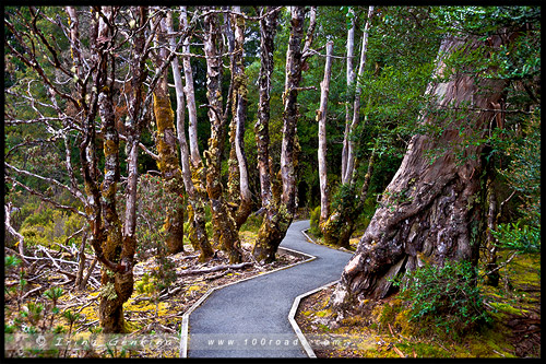 Крэдл Маунтен, Cradle Mountain, Тасмания, Tasmania, Австралия, Australia