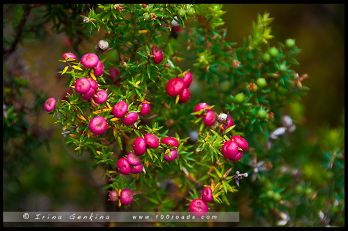 Крэдл Маунтен, Cradle Mountain, Тасмания, Tasmania, Австралия, Australia