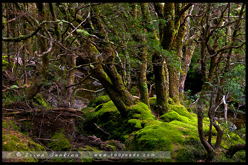 Крэдл Маунтен, Cradle Mountain, Тасмания, Tasmania, Австралия, Australia