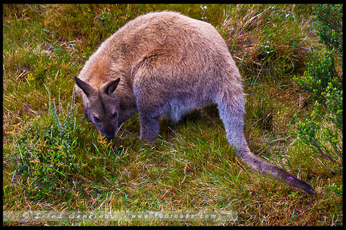 Крэдл Маунтен, Cradle Mountain, Тасмания, Tasmania, Австралия, Australia