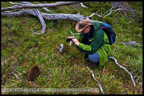 Cradle Valley Boardwalk, Крэдл Маунтен, Cradle Mountain, Тасмания, Tasmania, Австралия, Australia