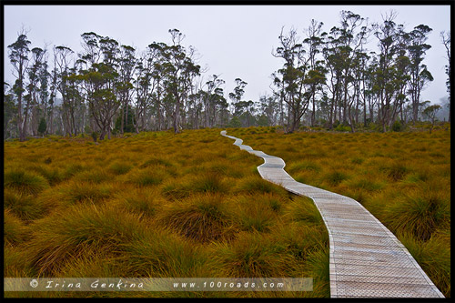 Cradle Valley Boardwalk, Крэдл Маунтен, Cradle Mountain, Тасмания, Tasmania, Австралия, Australia