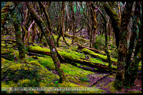 Крэдл Маунтен, Cradle Mountain, Тасмания, Tasmania, Австралия, Australia