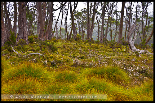 Крэдл Маунтен, Cradle Mountain, Тасмания, Tasmania, Австралия, Australia