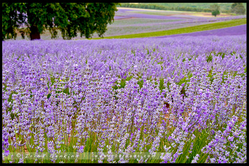 Лавандовая ферма Брайдстоу, Bridestowe Lavender Farm, Тасмания, Tasmania, Австралия, Australia