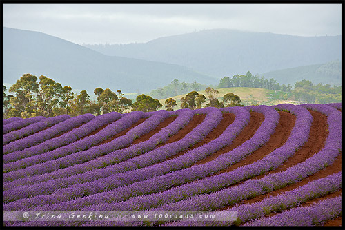 Лавандовая ферма Брайдстоу, Bridestowe Lavender Farm, Тасмания, Tasmania, Австралия, Australia