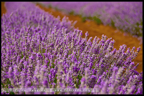 Лавандовая ферма Брайдстоу, Bridestowe Lavender Farm, Тасмания, Tasmania, Австралия, Australia