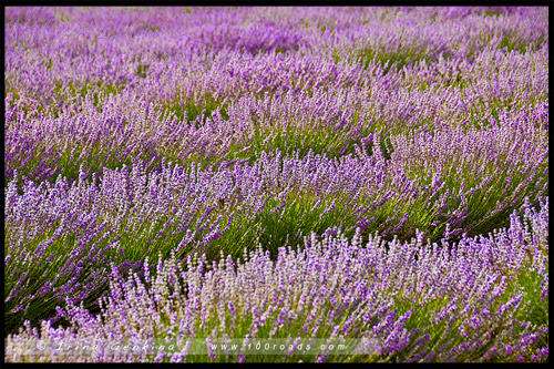 Лавандовая ферма Брайдстоу, Bridestowe Lavender Farm, Тасмания, Tasmania, Австралия, Australia