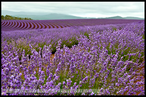 Лавандовая ферма Брайдстоу, Bridestowe Lavender Farm, Тасмания, Tasmania, Австралия, Australia