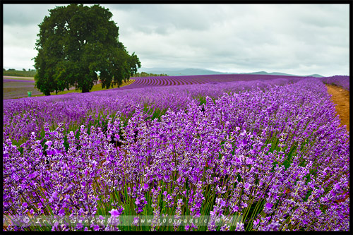 Лавандовая ферма Брайдстоу, Bridestowe Lavender Farm, Тасмания, Tasmania, Австралия, Australia