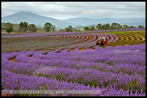 Лавандовая ферма Брайдстоу, Bridestowe Lavender Farm, Тасмания, Tasmania, Австралия, Australia