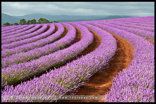 Лавандовая ферма Брайдстоу, Bridestowe Lavender Farm, Тасмания, Tasmania, Австралия, Australia