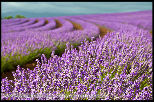 Лавандовая ферма Брайдстоу, Bridestowe Lavender Farm, Тасмания, Tasmania, Австралия, Australia