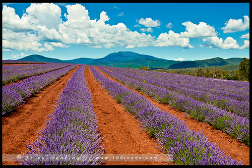 Лавандовая ферма Брайдстоу, Bridestowe Lavender Farm, Тасмания, Tasmania, Австралия, Australia