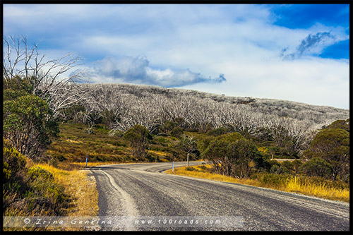 Bogong High Plains, Фолс Крик, Falls Creek, Викторианские Альпы, Victorian Alps, Австралия, Australia