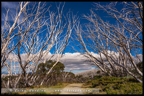 Историческая тропа Уоллесов, Wallaces Heritage Trail, Высокогорье Богонг, Bogong High Plains, Фолс Крик, Falls Creek, Викторианские Альпы, Victorian Alps, Австралия, Australia