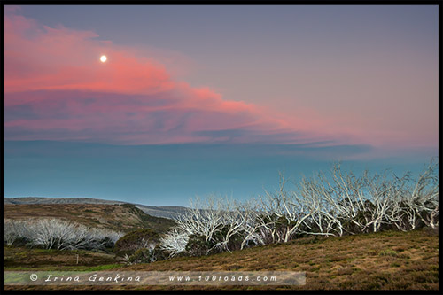 Wallaces Heritage Trail, Историческая тропа Уоллесов, Высокогорье Богонг, Bogong High Plains, Фолс Крик, Falls Creek, Викторианские Альпы, Victorian Alps, Австралия, Australia