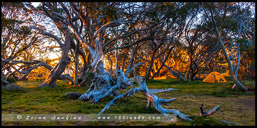 Wallaces Heritage Trail, Историческая тропа Уоллесов, Высокогорье Богонг, Bogong High Plains, Фолс Крик, Falls Creek, Викторианские Альпы, Victorian Alps, Австралия, Australia