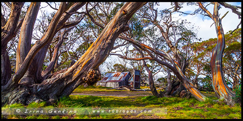 Хижина Уоллесов, Wallaces Hut, Высокогорье Богонг, Bogong High Plains, Фолс Крик, Falls Creek, Викторианские Альпы, Victorian Alps, Австралия, Australia