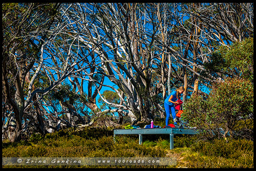 Хижина Уоллесов, Wallaces Hut, Высокогорье Богонг, Bogong High Plains, Фолс Крик, Falls Creek, Викторианские Альпы, Victorian Alps, Австралия, Australia