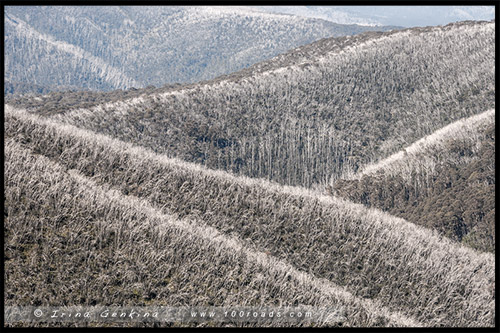 Гора Хотам, Mount Hotham, Викторианские Альпы, Victorian Alps, Австралия, Australia