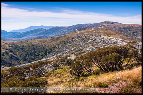 Гора Хотам, Mount Hotham, Викторианские Альпы, Victorian Alps, Австралия, Australia