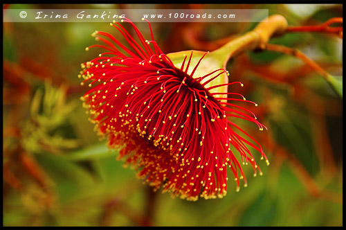 Ботанический Сад, Botanic Garden, Королевский Парк, Kings Park, Перт, Perth, Западная Австралия, Western Australia, WA, Австралия, Australia