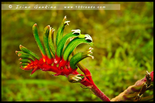 Анигозантос Манглезе, Anigozanthos manglesii, Кенгуровая лапка, Kangaroo Pow, Ботанический Сад, Botanic Garden, Королевский Парк, Kings Park, Перт, Perth, Западная Австралия, Western Australia, WA, Австралия, Australia