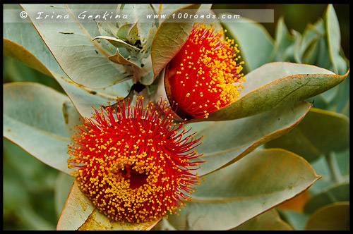 Ботанический Сад, Botanic Garden, Королевский Парк, Kings Park, Перт, Perth, Западная Австралия, Western Australia, WA, Австралия, Australia