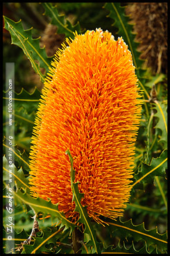 Ботанический Сад, Botanic Garden, Королевский Парк, Kings Park, Перт, Perth, Западная Австралия, Western Australia, WA, Австралия, Australia