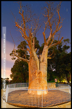 Ботанический Сад, Botanic Garden, Королевский Парк, Kings Park, Перт, Perth, Западная Австралия, Western Australia, WA, Австралия, Australia