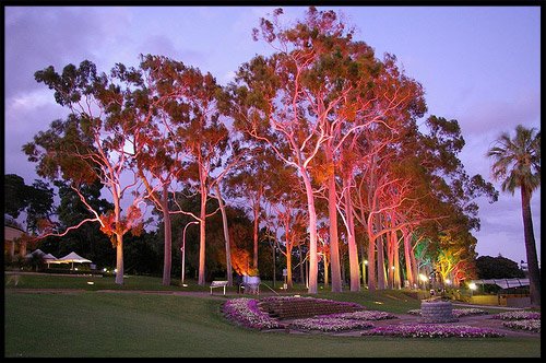 Ботанический Сад, Botanic Garden, Королевский Парк, Kings Park, Перт, Perth, Западная Австралия, Western Australia, WA, Австралия, Australia