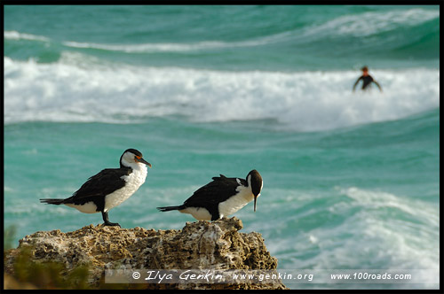 Пляж Коттесло, Cottesloe Beach, Перт, Perth, Западная Австралия, Western Australia, WA, Австралия, Australia