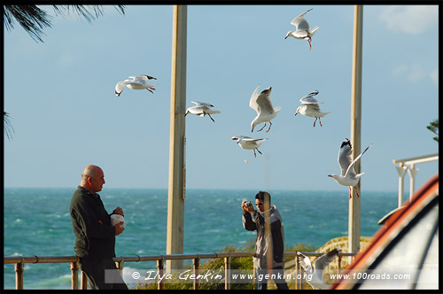 Чайки, Пляж Коттесло, Cottesloe Beach, Перт, Perth, Западная Австралия, Western Australia, WA, Австралия, Australia