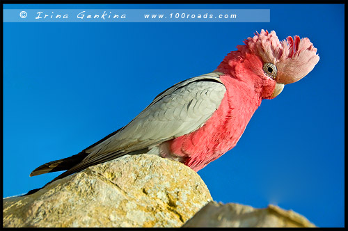 Розовый какаду, Rose-Breasted Cockatoo, Galah, Пустыня Пиннаклс, Pinnacles Desert, Национальный Парк Намбунг, Nambung National Park, Западная Австралия, Western Australia, WA, Австралия, Australia