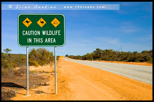 Дорога в Сервантес, Brand HWY, Западная Австралия, Western Australia, WA, Австралия, Australia