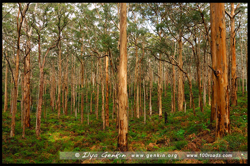 Боранап Карри Лес, Boranup Karri Forest, Западная Австралия, Western Australia, WA, Австралия, Australia