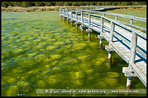 Строматолиты, thrombolites, Озеро Клифтон, Lake Clifton, Yalgorup National Park, Мандура, Mandurah, Западная Австралия, Western Australia, WA, Австралия, Australia