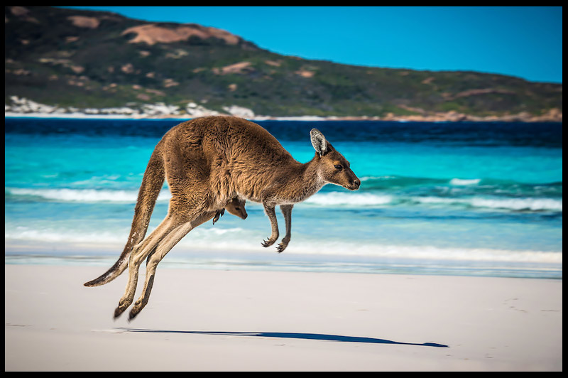 Залив Удачи, Lucky Bay, Эсперанс, Esperance, Западная Австралия, Western Australia, Австралия, Australia