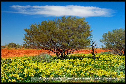 White Cliffs, Новый Южный Уэльс, NSW, Австралия, Australia