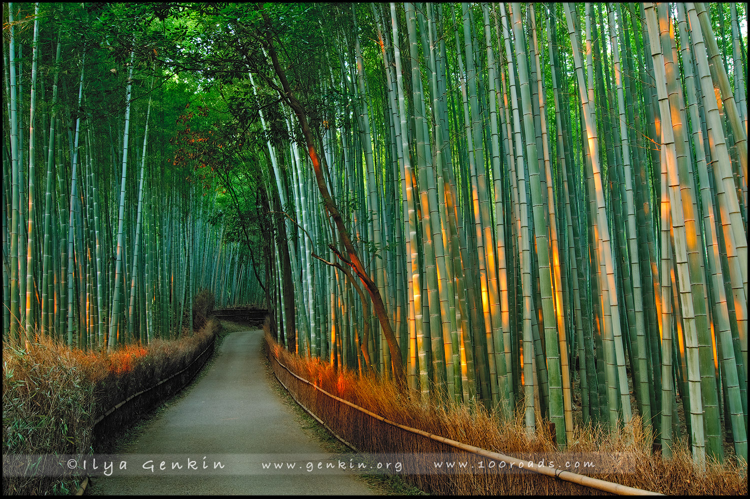 Бамбуковая роща Сагано (Sagano bamboo grove), Арасияма (Arashiyama/嵐山), Япония (Japan)