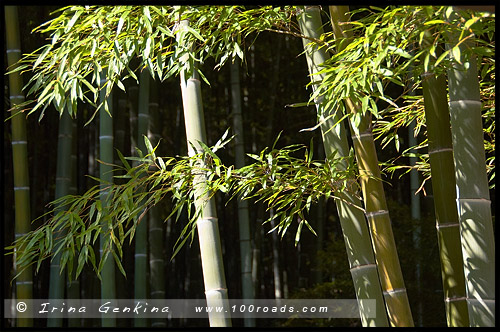 Храм Тэнрюдзи, Tenryu-ji, 天龍寺, Арасияма, Arashiyama, 嵐山, Киото, Kyoto, 京都市, регион Кансай, Kansai, Хонсю, Honshu Island, 本州, Япония, Japan, 日本