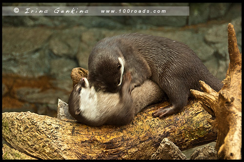 Океанариум Осака Каиюкан, Osaka Aquarium Kaiyukan, 海遊館, Осака, Osaka, 大阪, регион Кансай, 関西地方, Kansai, 関西, Хонсю, Honshu Island, 本州, Япония, Japan, 日本