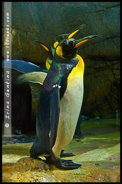 Океанариум Осака Каиюкан, Osaka Aquarium Kaiyukan, 海遊館, Осака, Osaka, 大阪, регион Кансай, 関西地方, Kansai, 関西, Хонсю, Honshu Island, 本州, Япония, Japan, 日本