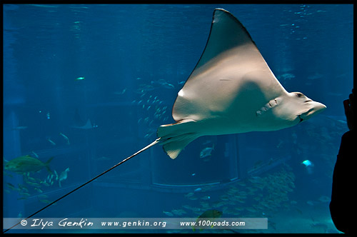 Океанариум Осака Каиюкан, Osaka Aquarium Kaiyukan, 海遊館, Осака, Osaka, 大阪, регион Кансай, 関西地方, Kansai, 関西, Хонсю, Honshu Island, 本州, Япония, Japan, 日本