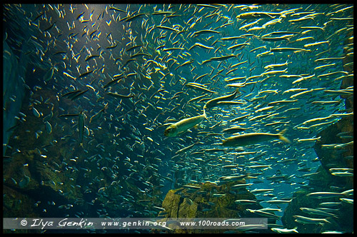 Океанариум Осака Каиюкан, Osaka Aquarium Kaiyukan, 海遊館, Осака, Osaka, 大阪, регион Кансай, 関西地方, Kansai, 関西, Хонсю, Honshu Island, 本州, Япония, Japan, 日本